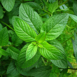 Peppermint Essential Oil